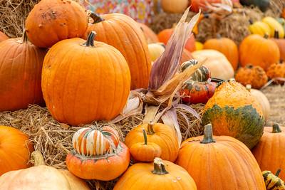 Pumpkins resting on a hay bale